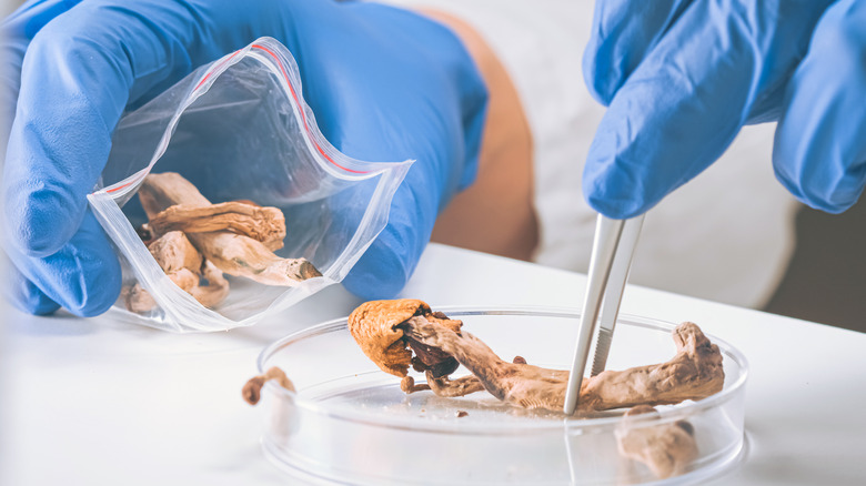Magic mushrooms being tested in lab