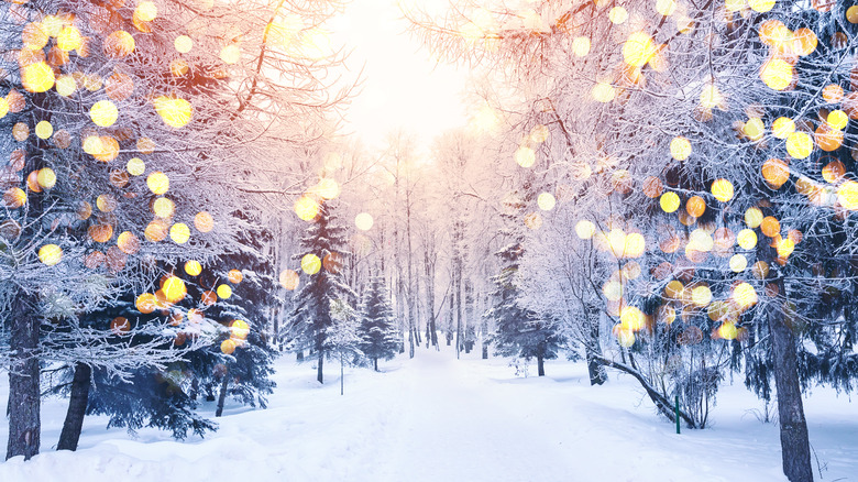 snowy path in forest with lights