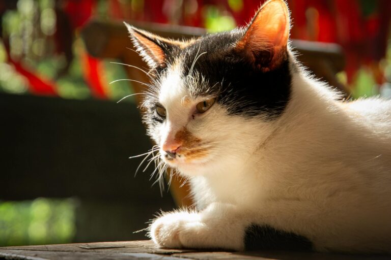 Does Tylenol Make You Sleepy?